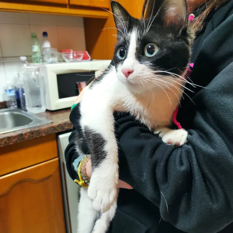 Red Ayuda Animal1 768x768