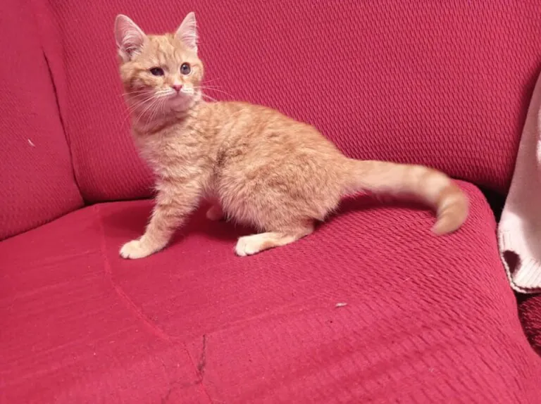 Red Ayuda Animal2 768x574