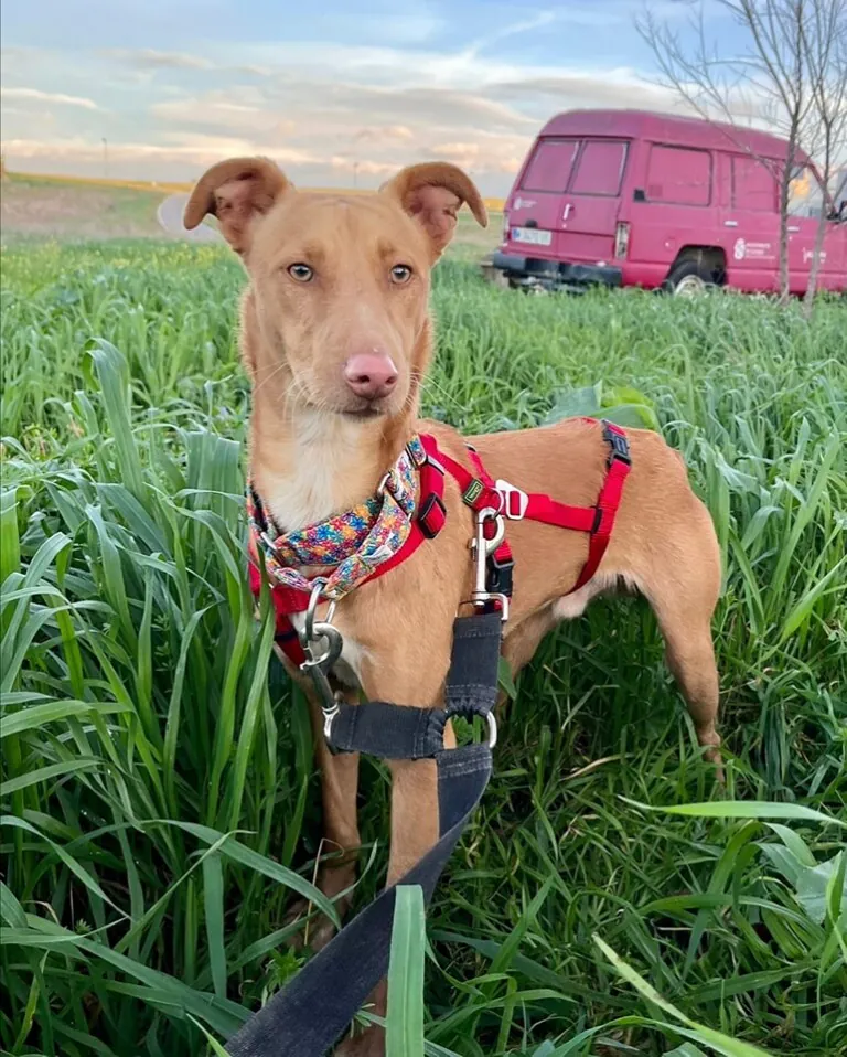 Refugio San Jorge Caceres5 768x958