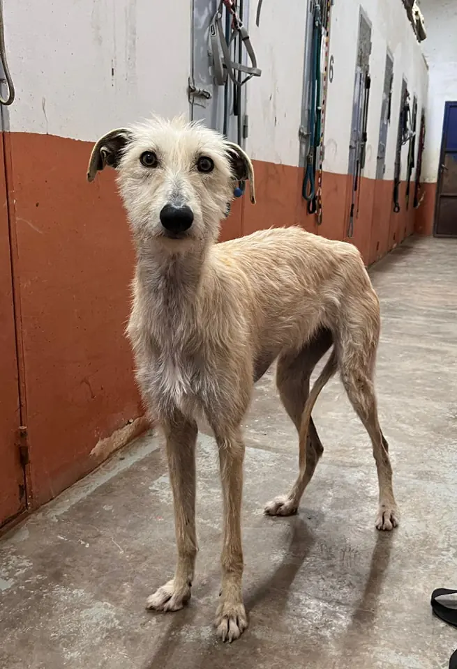 Refugio San Jorge Caceres6