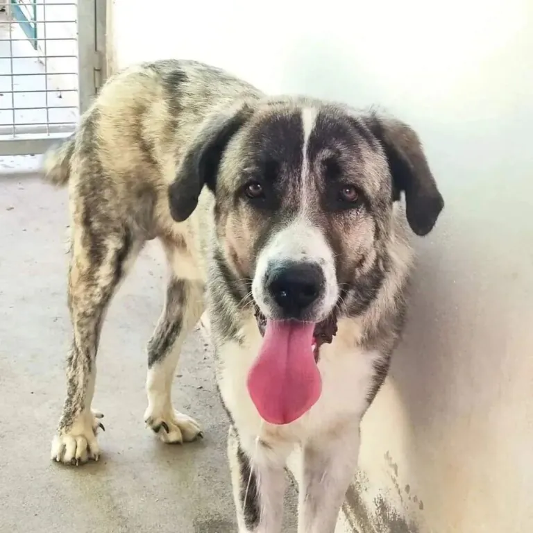 Refugio Turgalium1 768x768