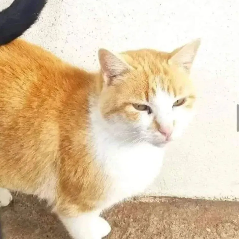 Refugio Turgalium2 768x768