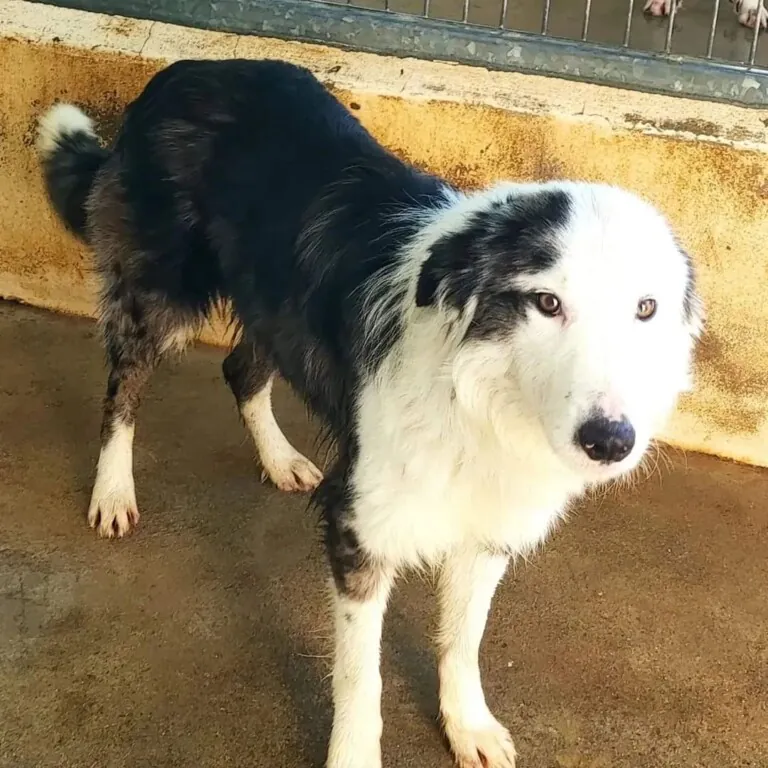 Refugio Turgalium3 768x768