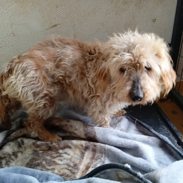 Refugio Turgalium4 768x768