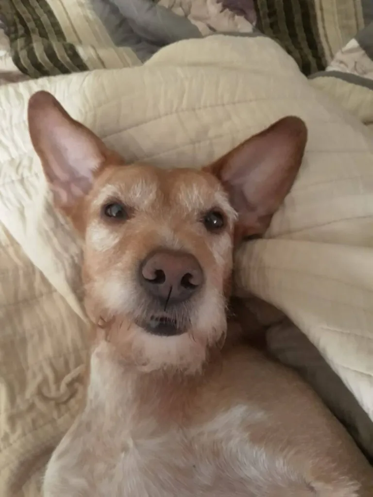 Rescate Perrines1 768x1024