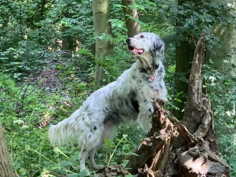 Rescate Perrines3 768x576