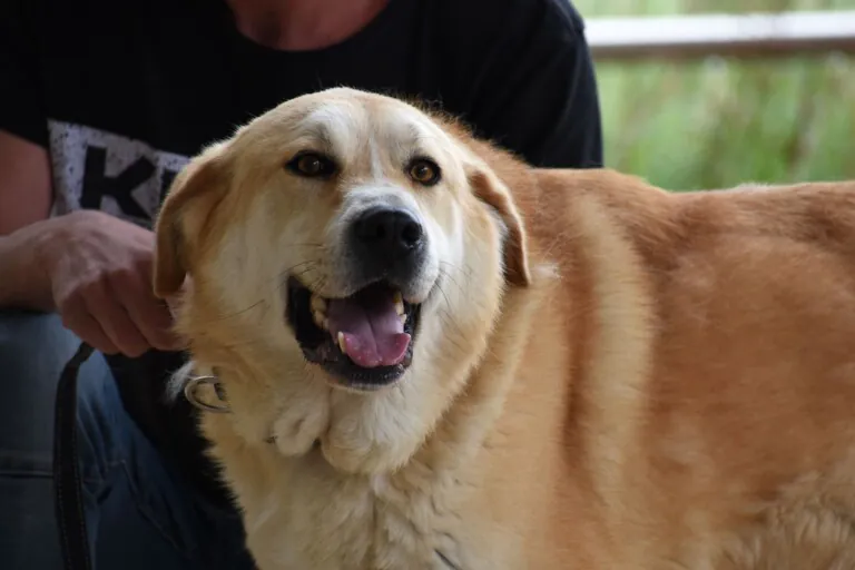 Rescate Perrines5 768x512