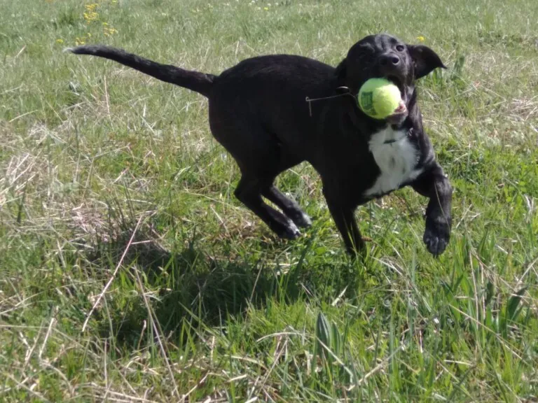 Rescate Perrines6 768x576