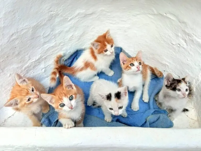 Ronroneando1 768x576