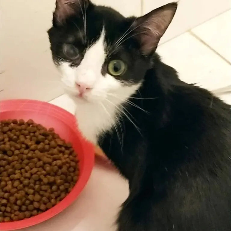 Ronroneando3 768x768