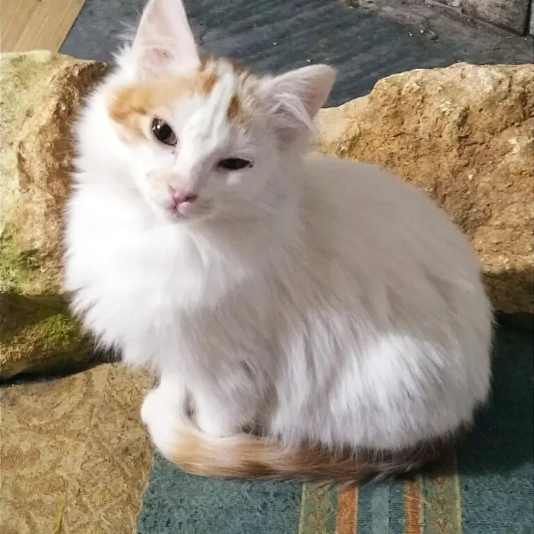 Ronroneando4 768x768