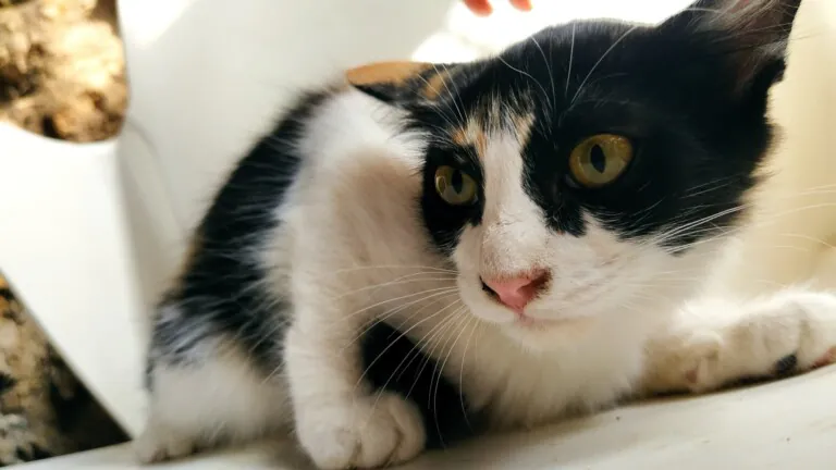 Ronroneando6 768x432