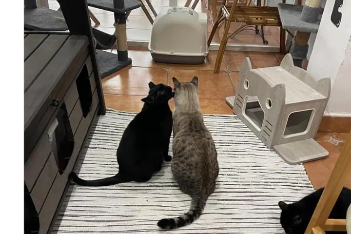 SAM Salvemos Animales de Merida1