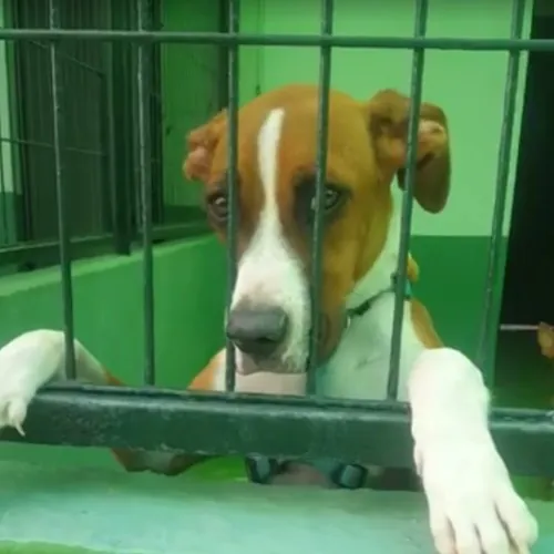 SAM Salvemos Animales de Merida2