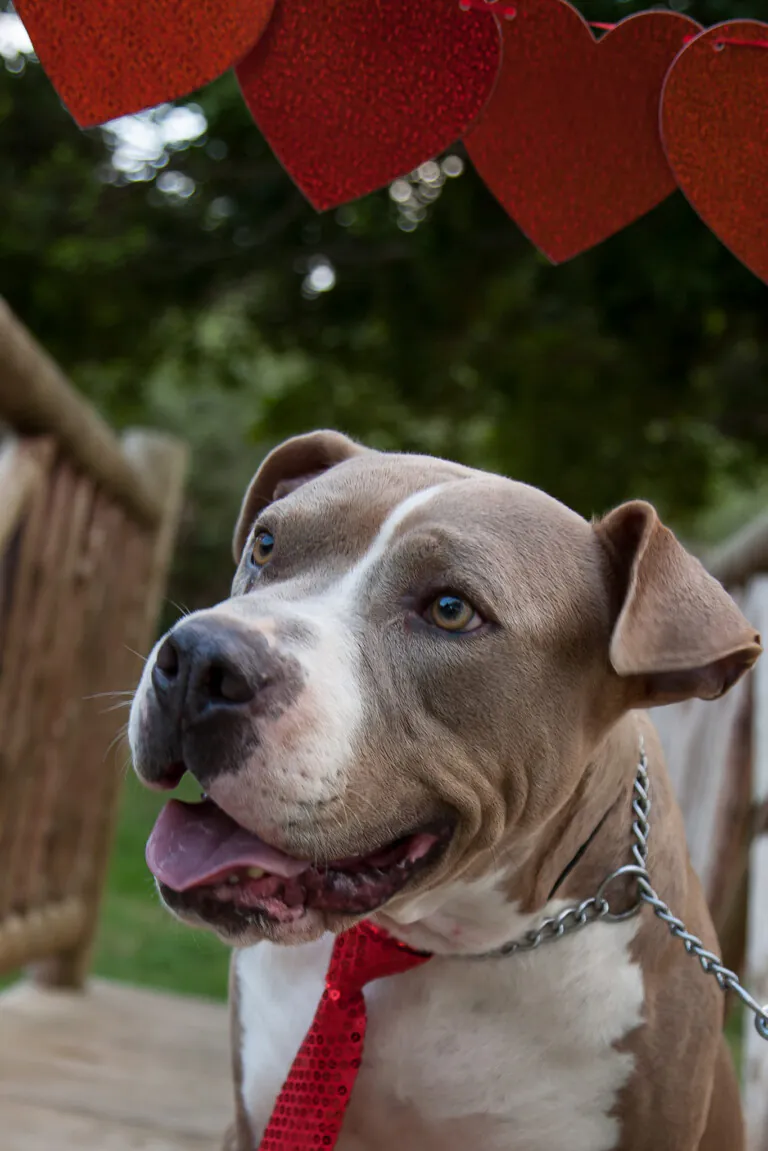 SOS PPP Los Barrios1 768x1151