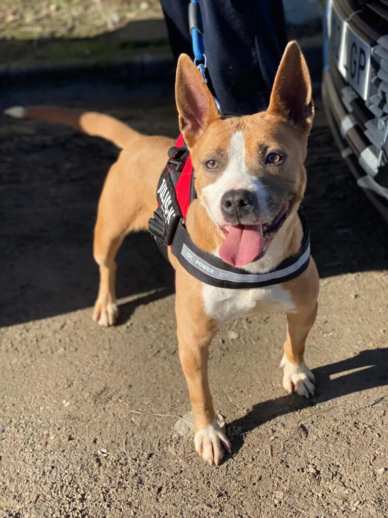 SOS PPP Los Barrios2 768x1024