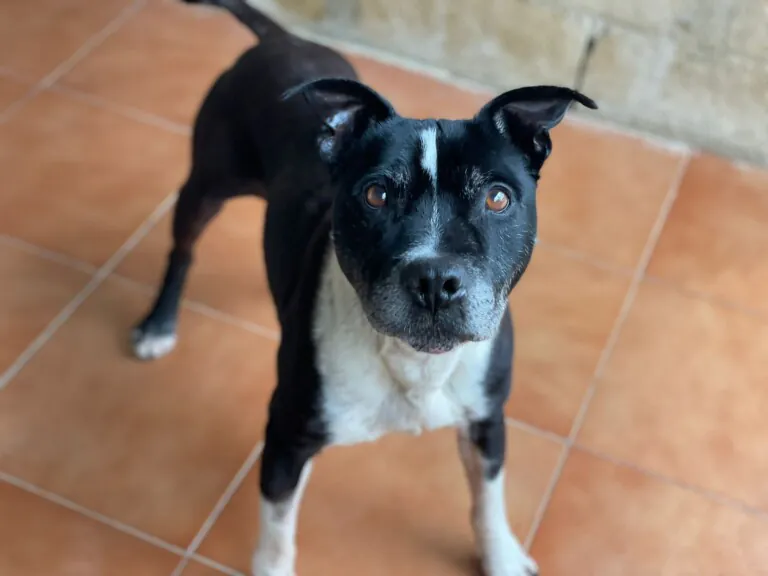 SOS PPP Los Barrios3 768x576