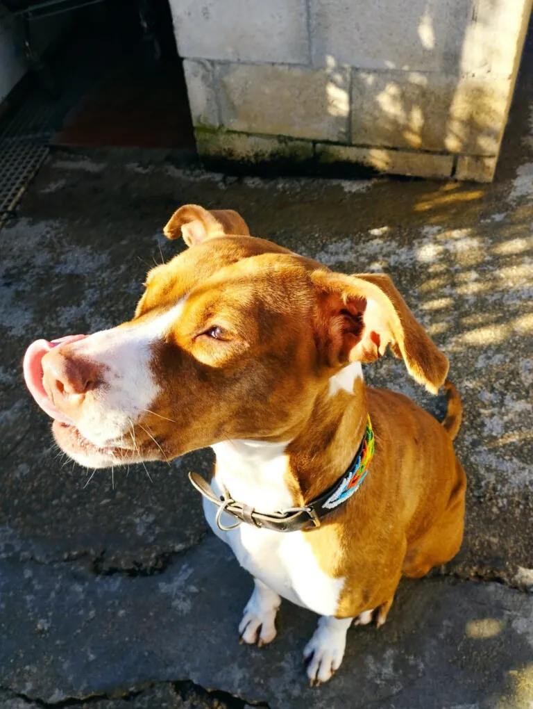 SOS PPP Los Barrios5 768x1020