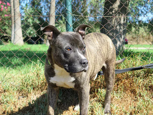 SOS PPP Los Barrios6