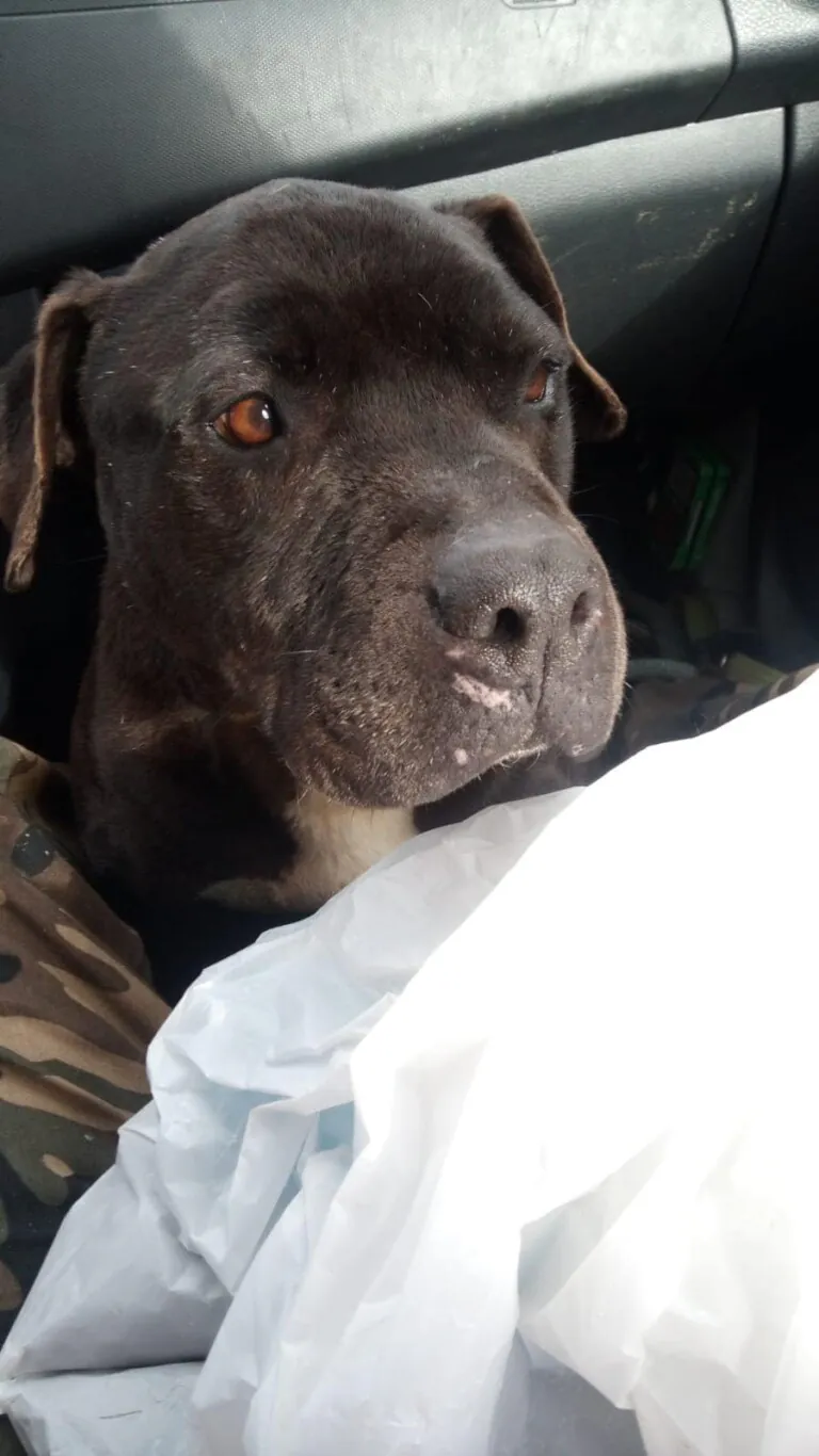 SOS Perrera Badajoz1 768x1366