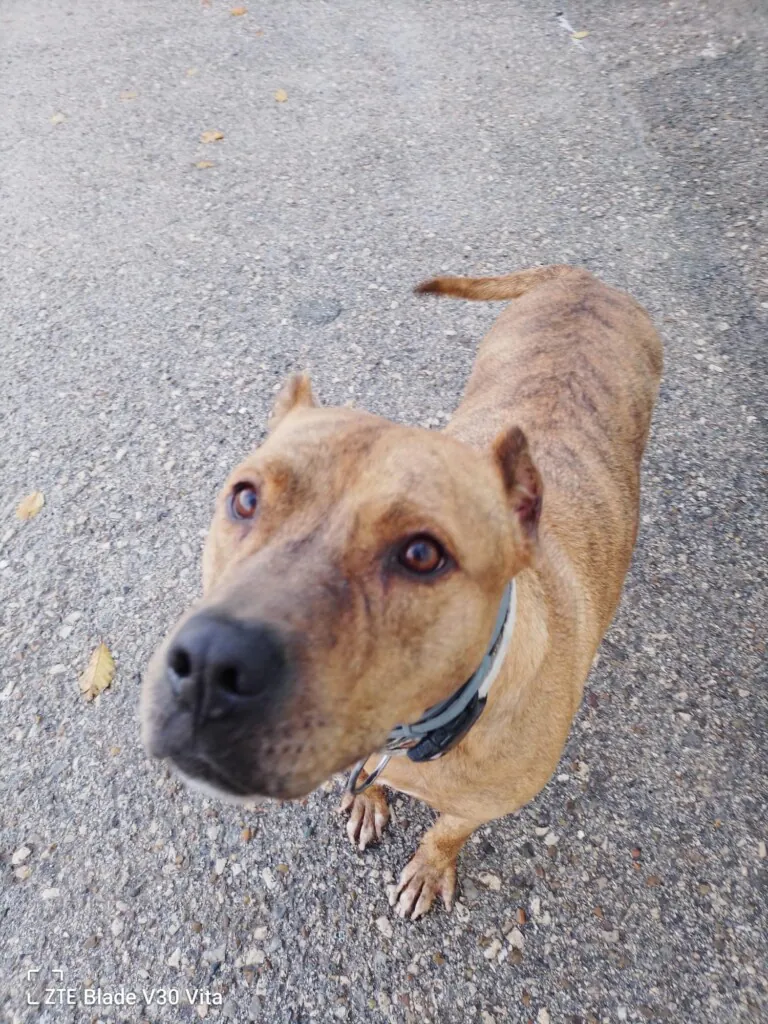 SOS Perrera Badajoz3 768x1024