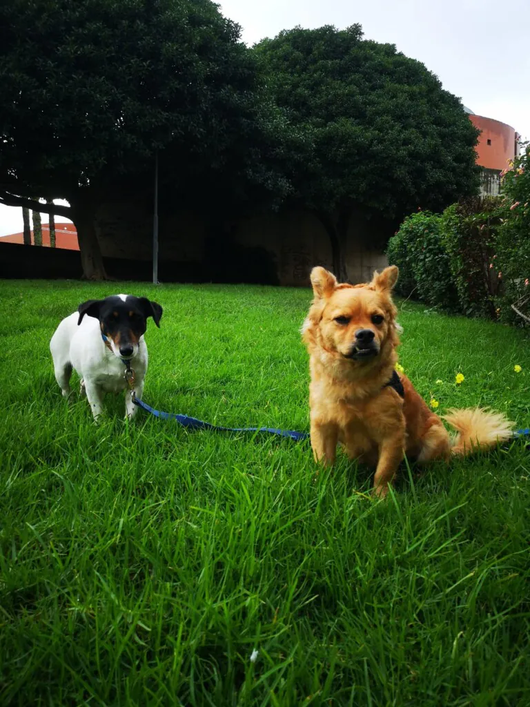 SOS Perrera Badajoz4 768x1024