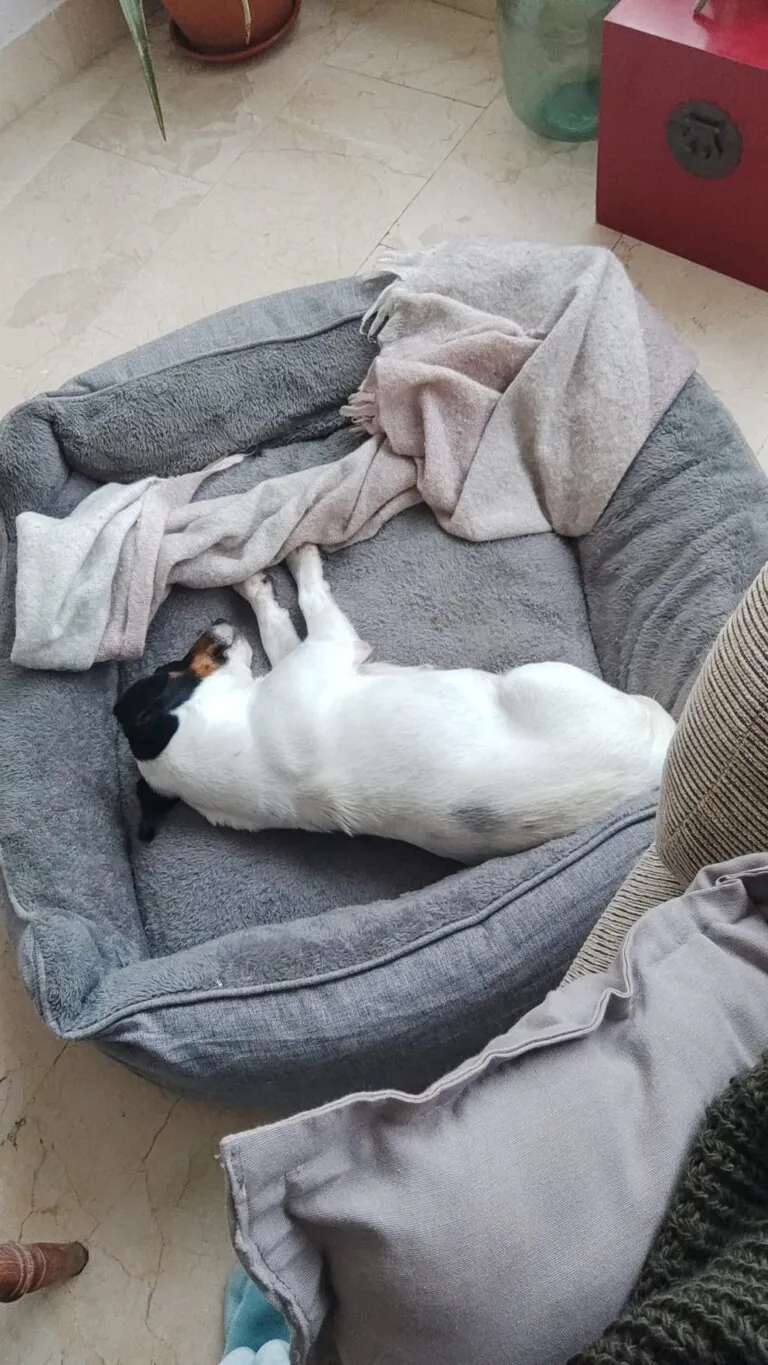 SOS Perrera Badajoz5 768x1365