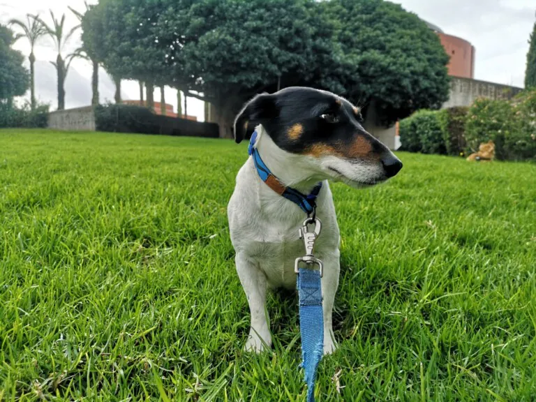 SOS Perrera Badajoz6 768x576