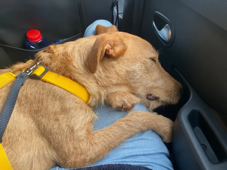 SOS Perros de Adra1 768x576