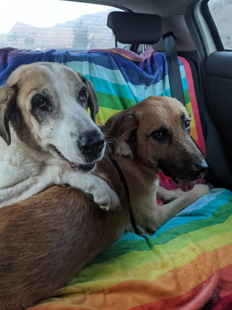 SOS Perros de Adra3 768x1024