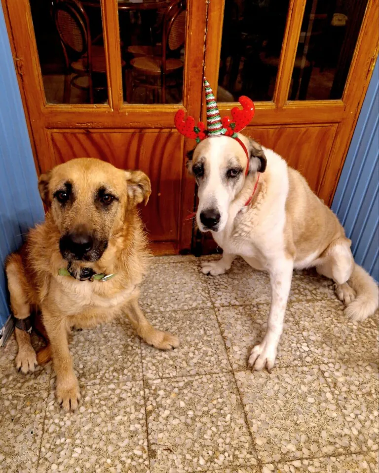 SOS Perros de Adra4 768x960