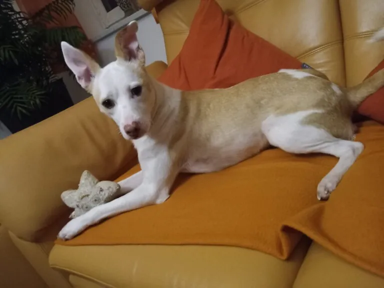 SOS Perros de Adra6 768x576