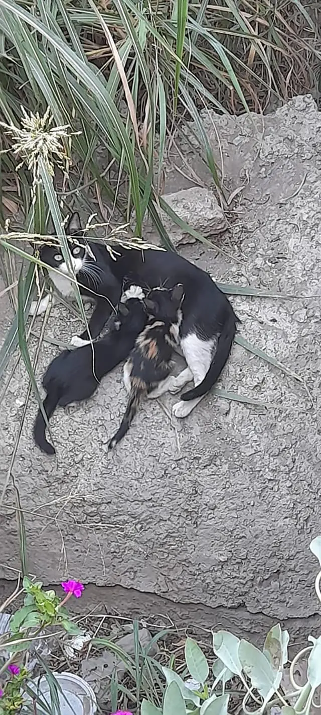 SPAP Alondra de Dupont2