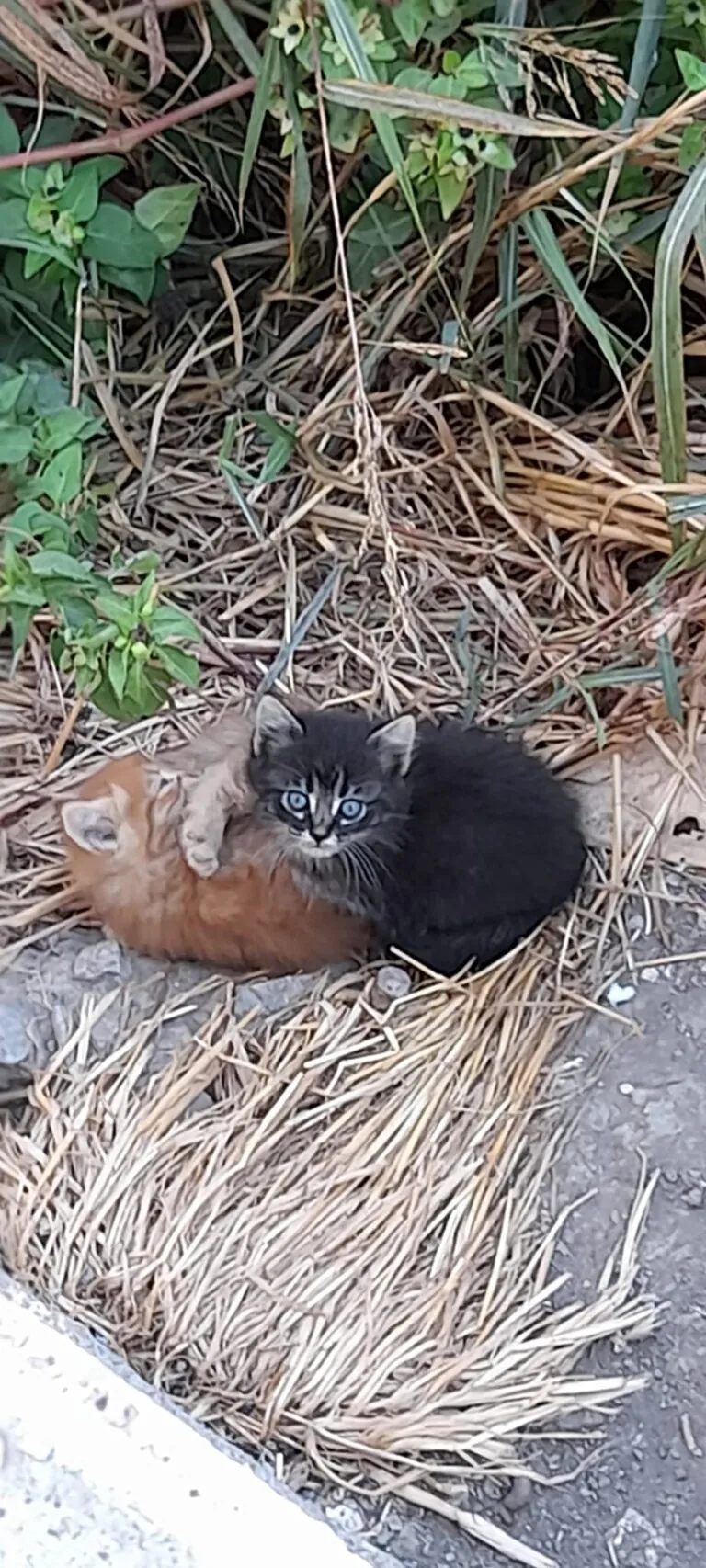 SPAP Alondra de Dupont3 768x1706