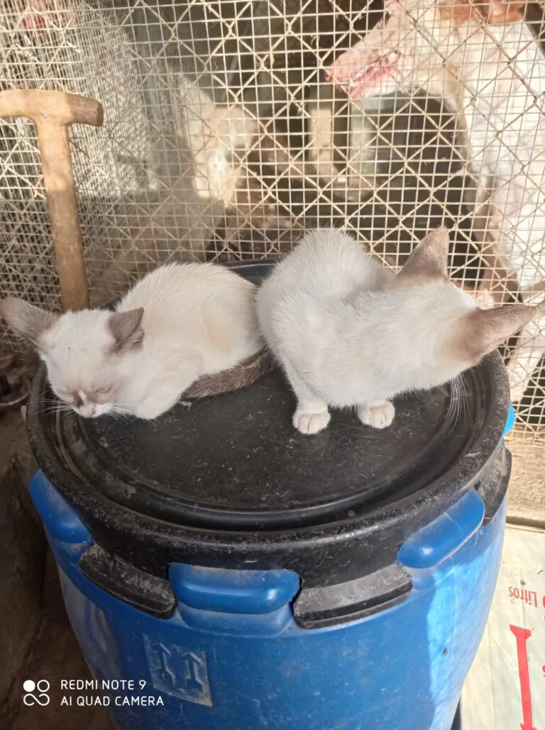 SPAP Alondra de Dupont4 768x1027