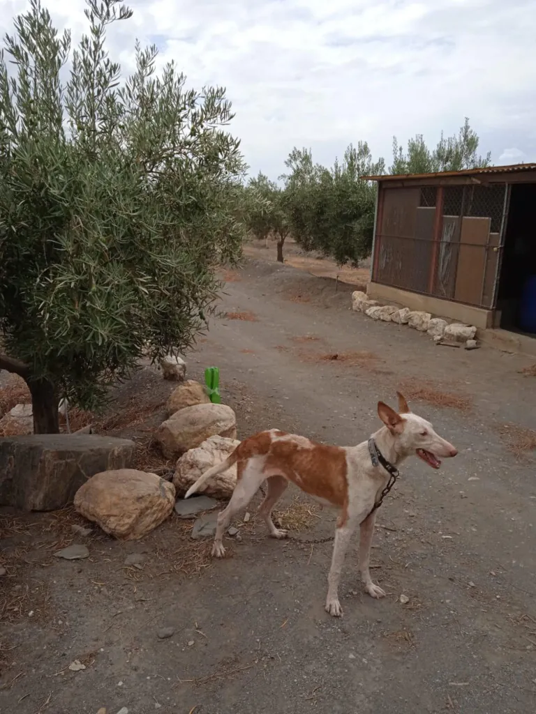 SPAP Alondra de Dupont5 768x1024