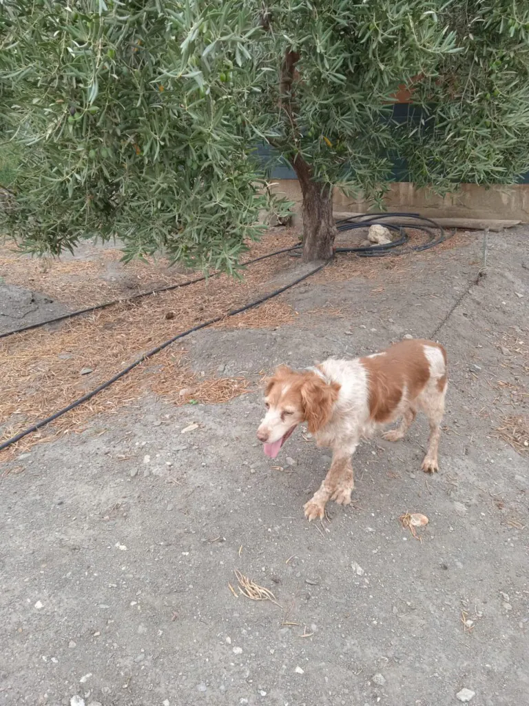 SPAP Alondra de Dupont6 768x1024