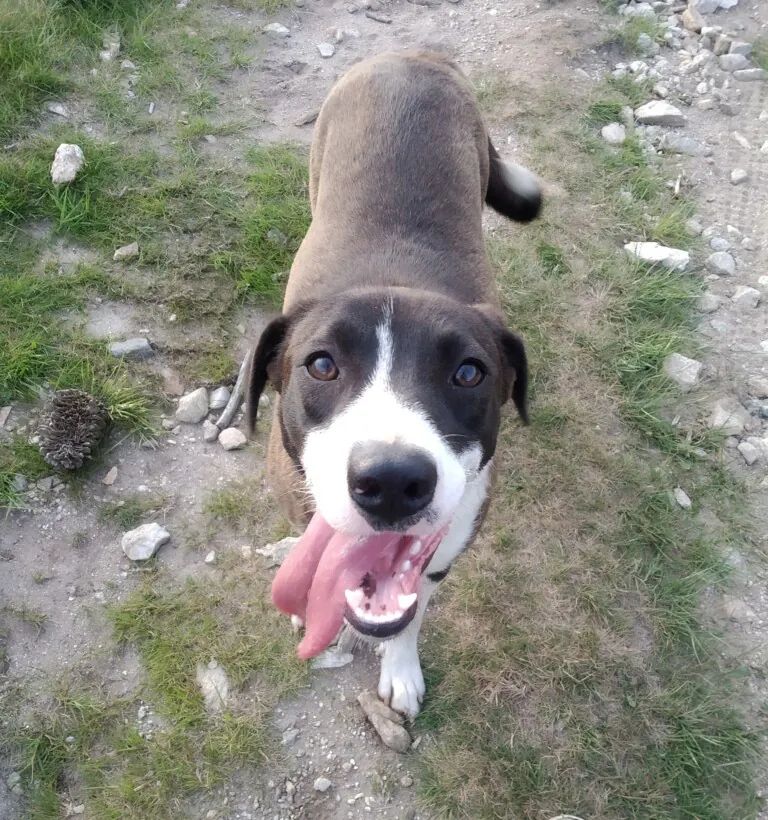 Sen Fronteiras2 768x820