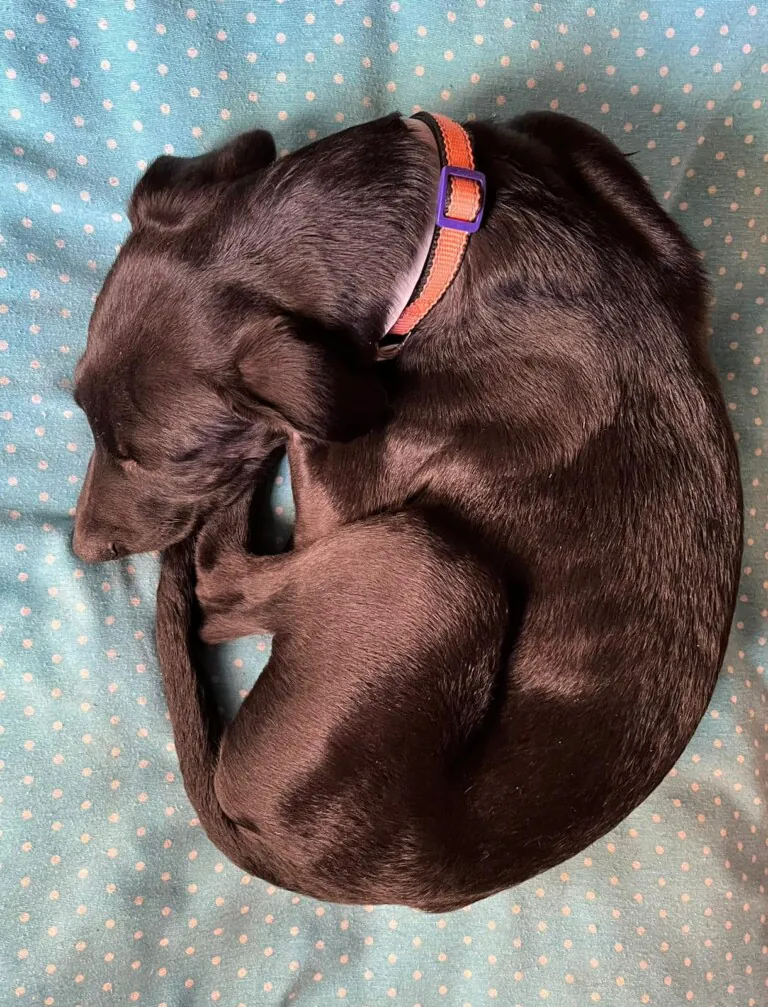 Siempre Fiel Protectora1 768x1007