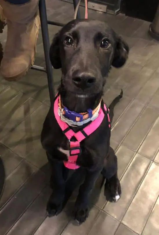 Siempre Fiel Protectora2