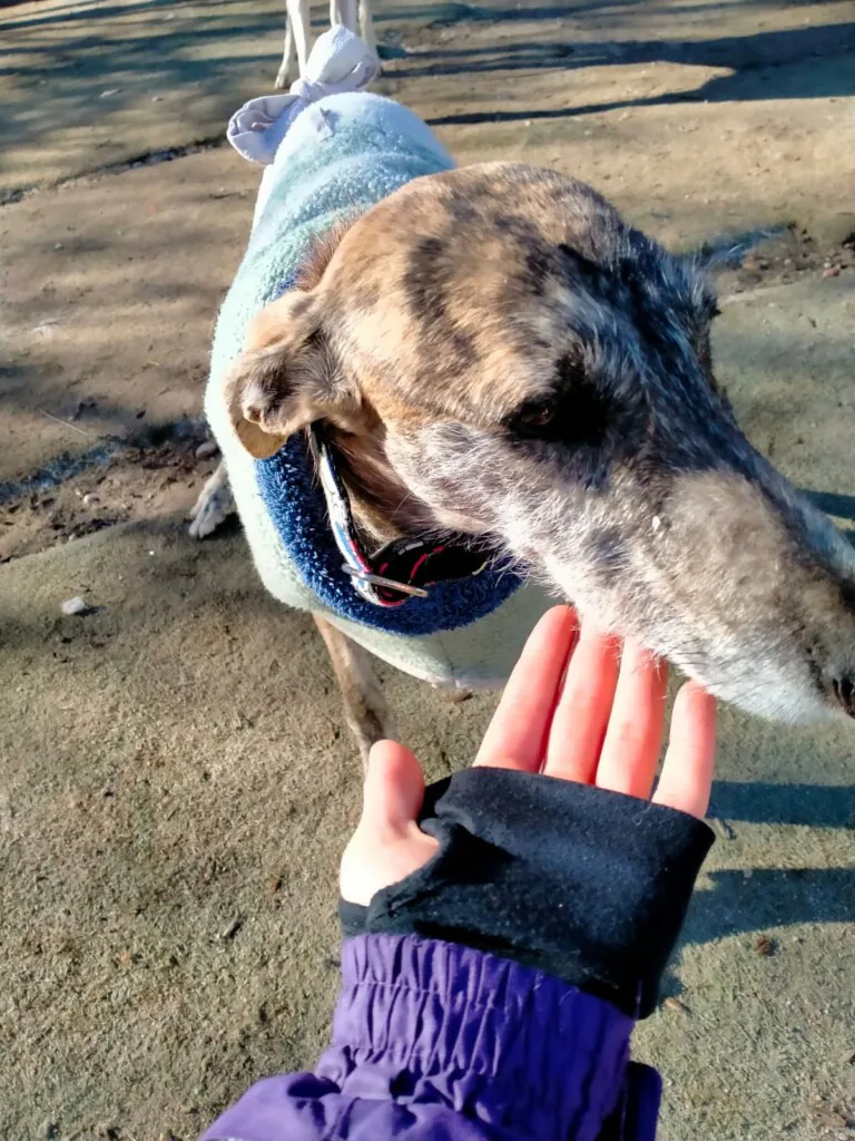 Siempre Fiel Protectora3 768x1024