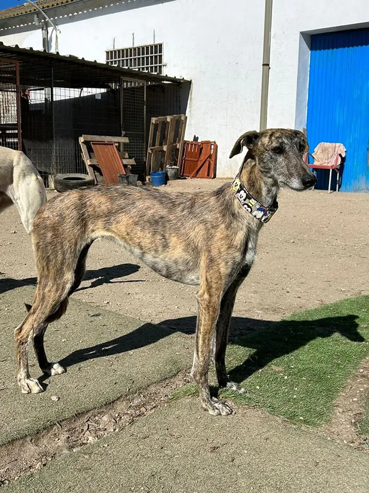 Siempre Fiel Protectora4