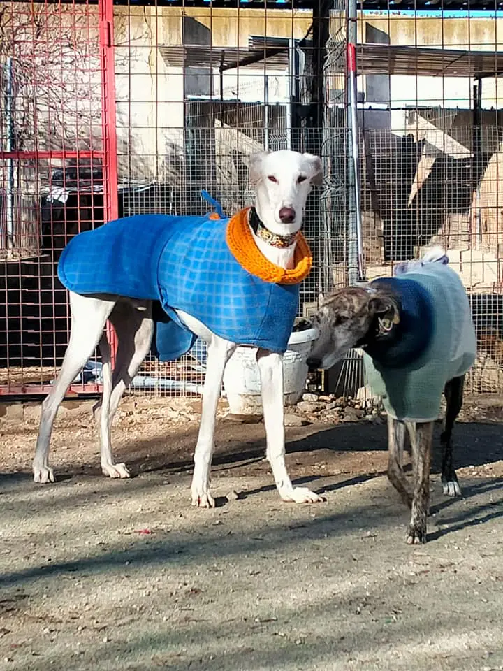 Siempre Fiel Protectora5