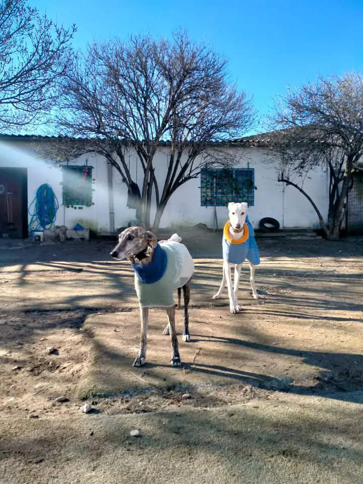 Siempre Fiel Protectora6