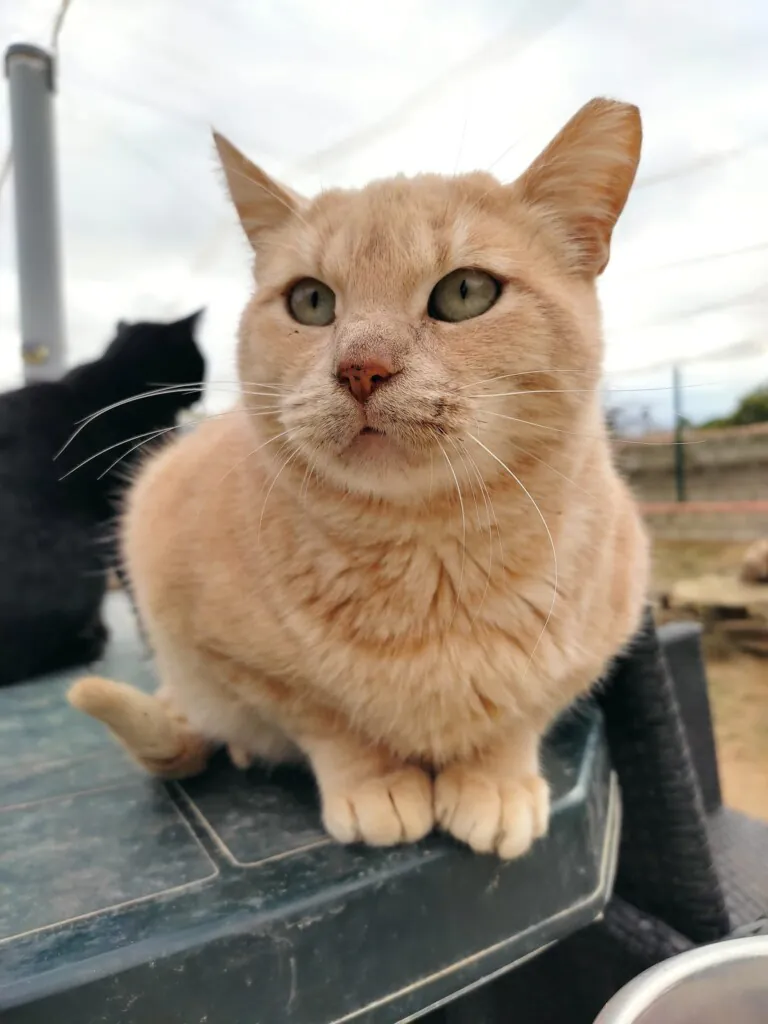 Soscallejeros1 768x1024