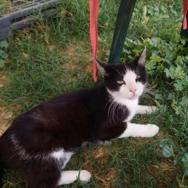 Soscallejeros2 768x768