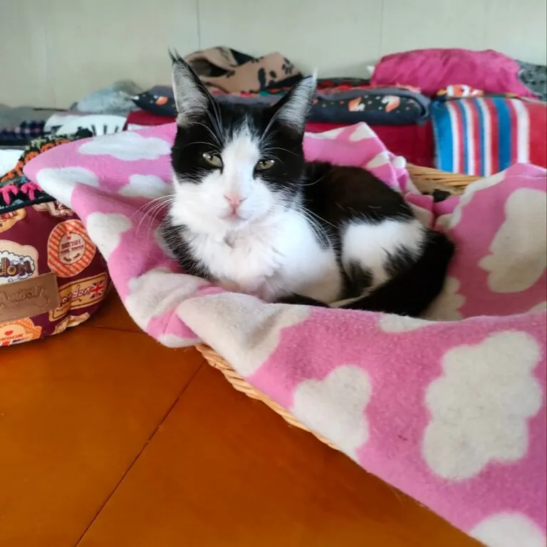 Soscallejeros3 768x768