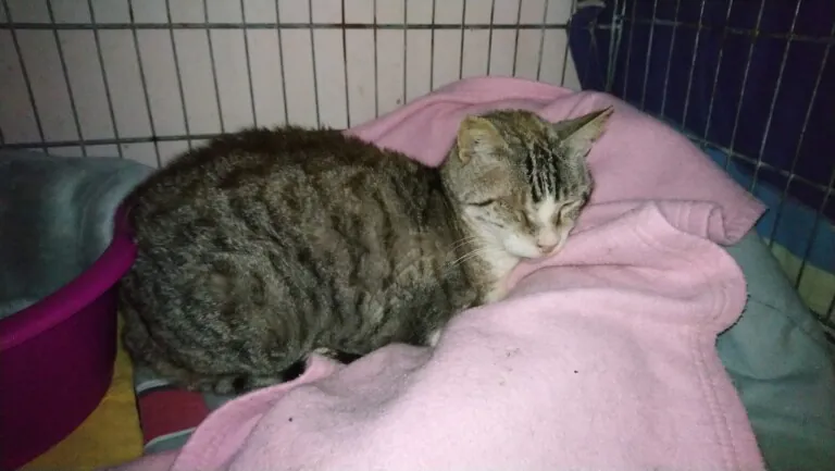 Soscallejeros4 768x433