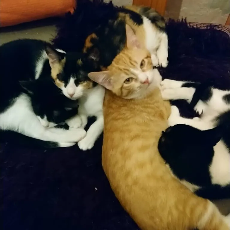 Soscallejeros5 768x768