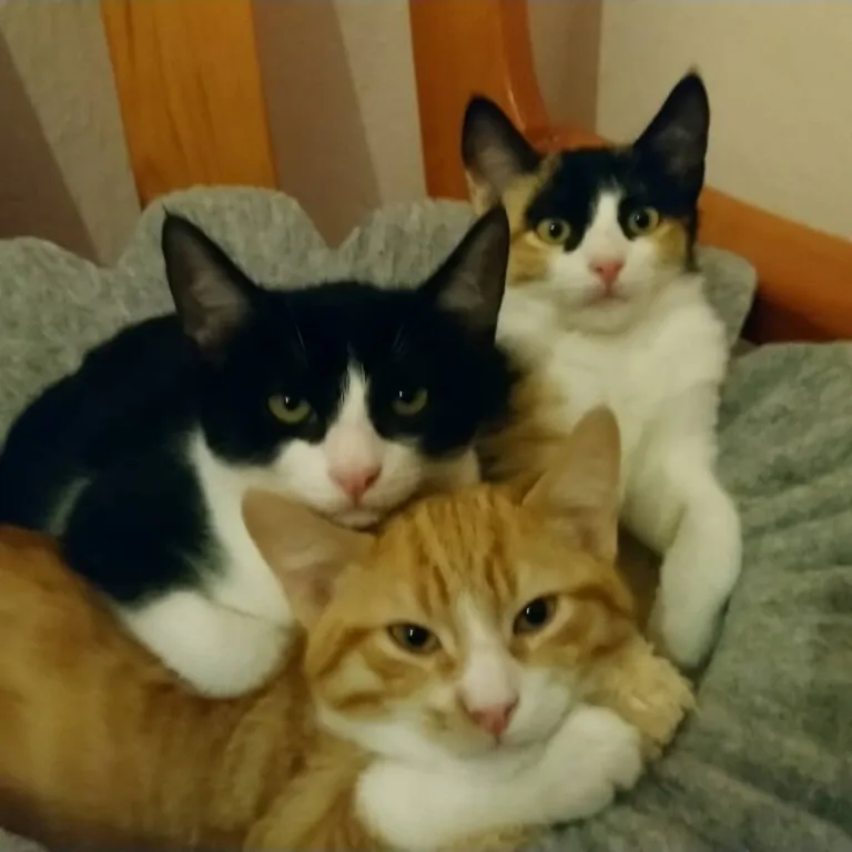 Soscallejeros6 768x768